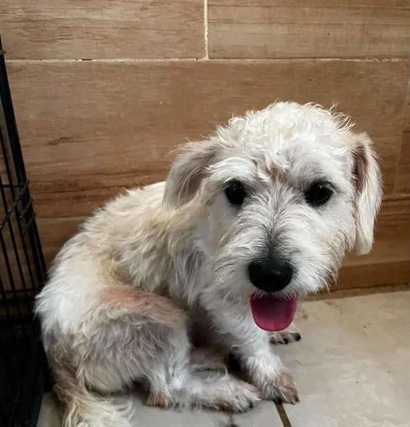 An adult small-sized male White / Cream Schnauzer dog named Ramses for adoption in Escondido, CA