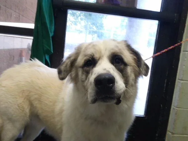A young extra large-sized male Great Pyrenees dog named Koby for adoption in Tulsa, OK