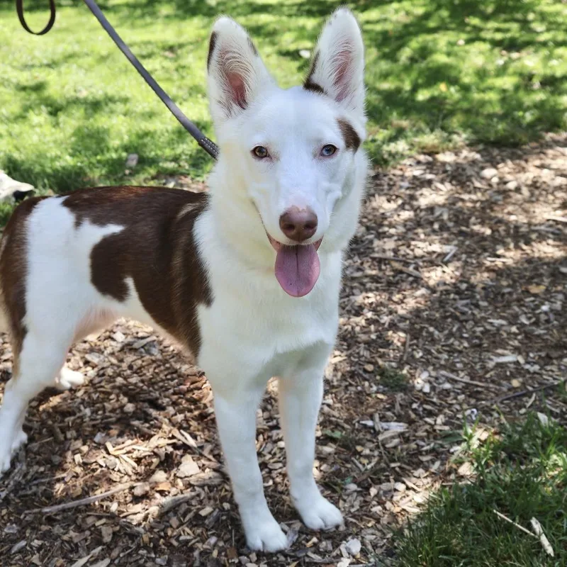 Hazel
