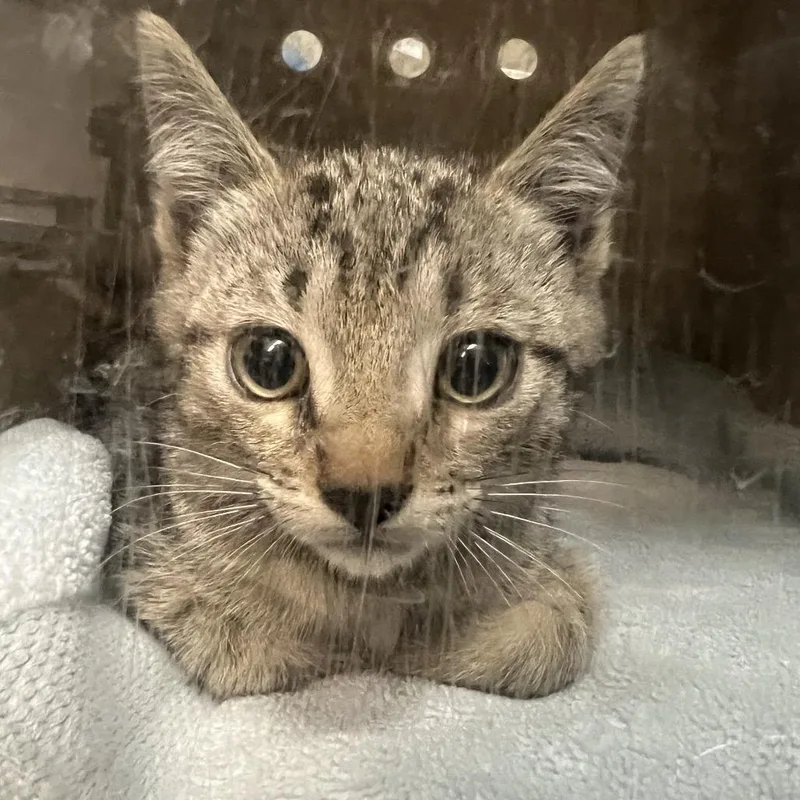 A baby small-sized male Brown / Chocolate Domestic Short Hair cat named Sterling for adoption in Pasadena, CA