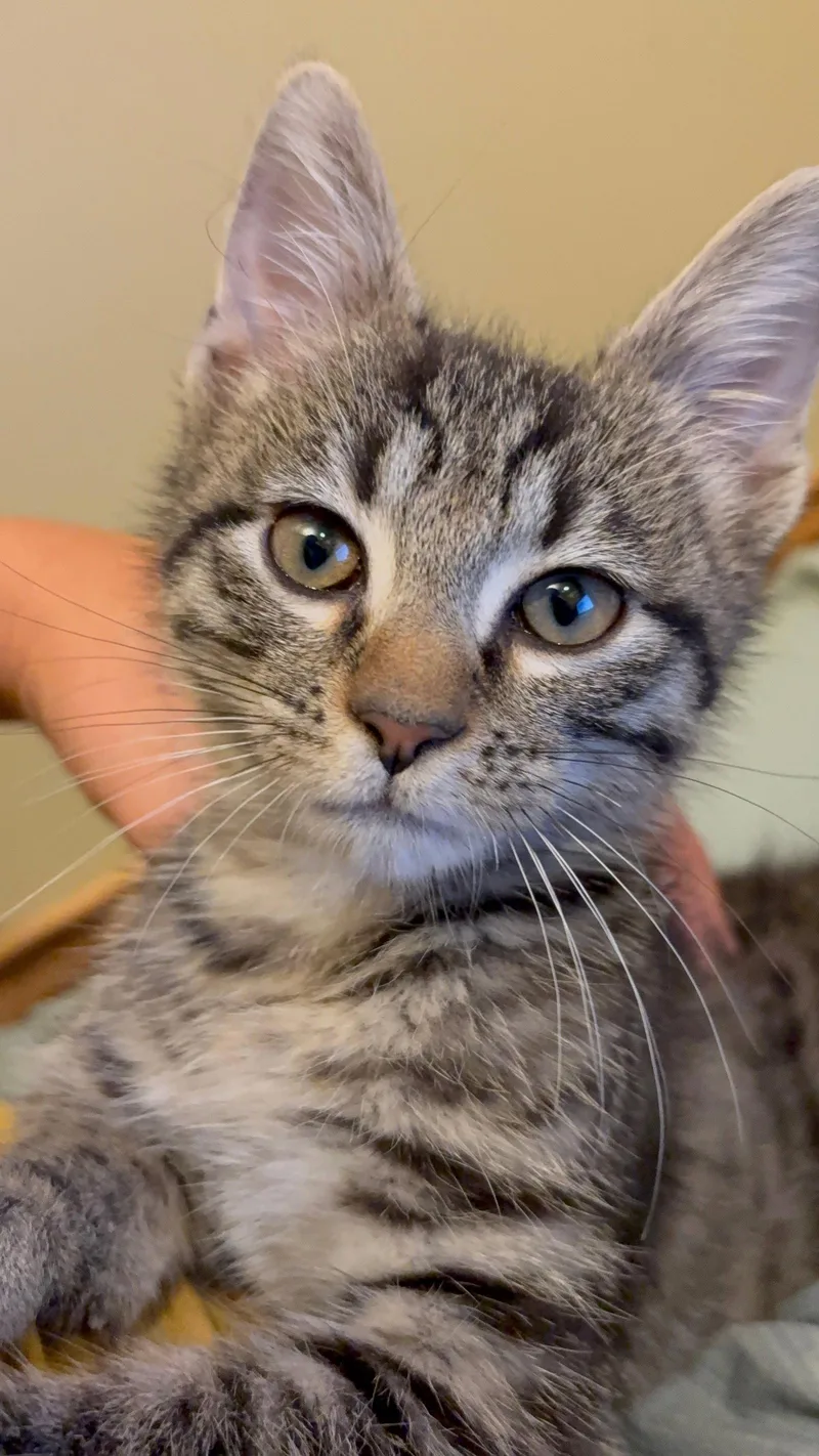 A baby medium-sized male Domestic Short Hair cat named Ocho for adoption in Wheaton, IL