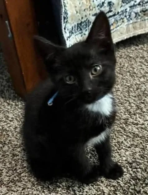 A baby medium-sized male Domestic Short Hair cat named Sniffy for adoption in Miami, OK