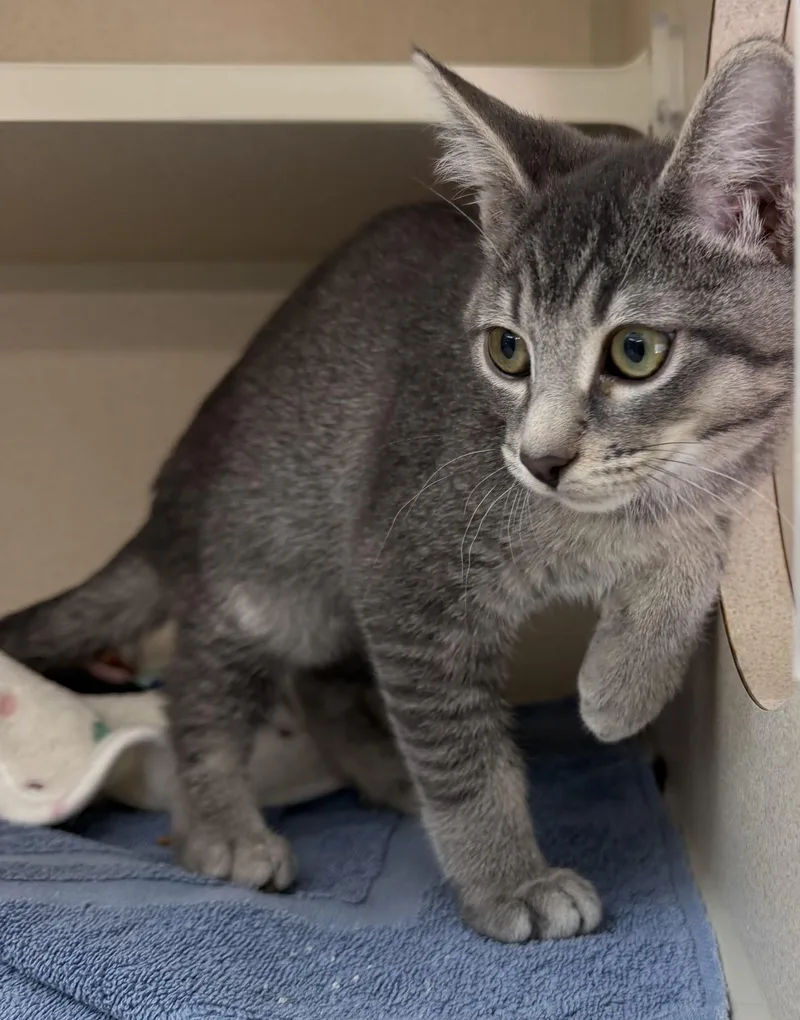 A baby small-sized male Tabby (Gray / Blue / Silver) Domestic Short Hair cat named Hector And Leo for adoption in Salem, NH