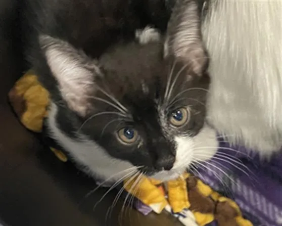 A baby small-sized female Domestic Short Hair cat named Oreo for adoption in Fairfield, CA