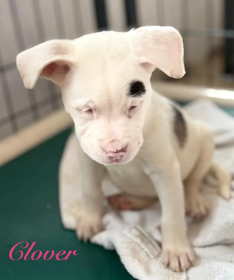 A baby medium-sized female Australian Shepherd dog named Clover for adoption in St. Augustine, FL
