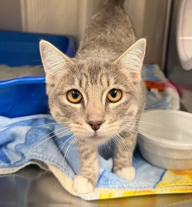 A young medium-sized female Domestic Short Hair cat named Annie for adoption in Yankton, SD