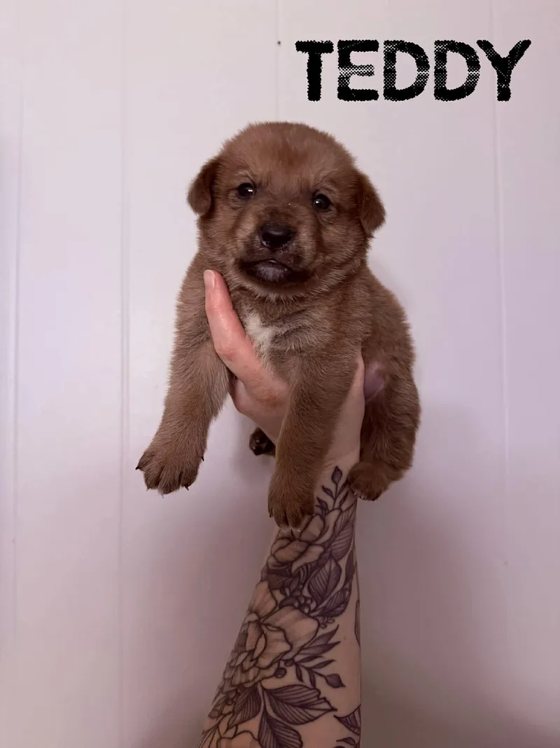 A baby medium-sized male Bicolor Labrador Retriever dog named Teddy for adoption in Pine Bluff, AR