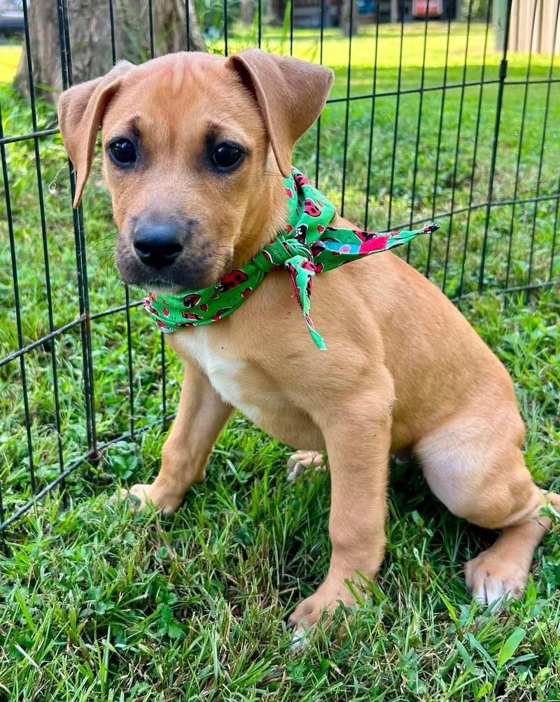 A baby medium-sized female Yellow / Tan / Blond / Fawn Labrador Retriever dog named Mirabel for adoption in Watertown, CT