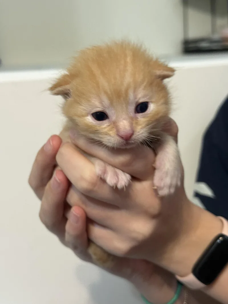 A baby medium-sized male Tabby (Orange / Red) Domestic Short Hair cat named Hot Take for adoption in Fruit Heights, UT