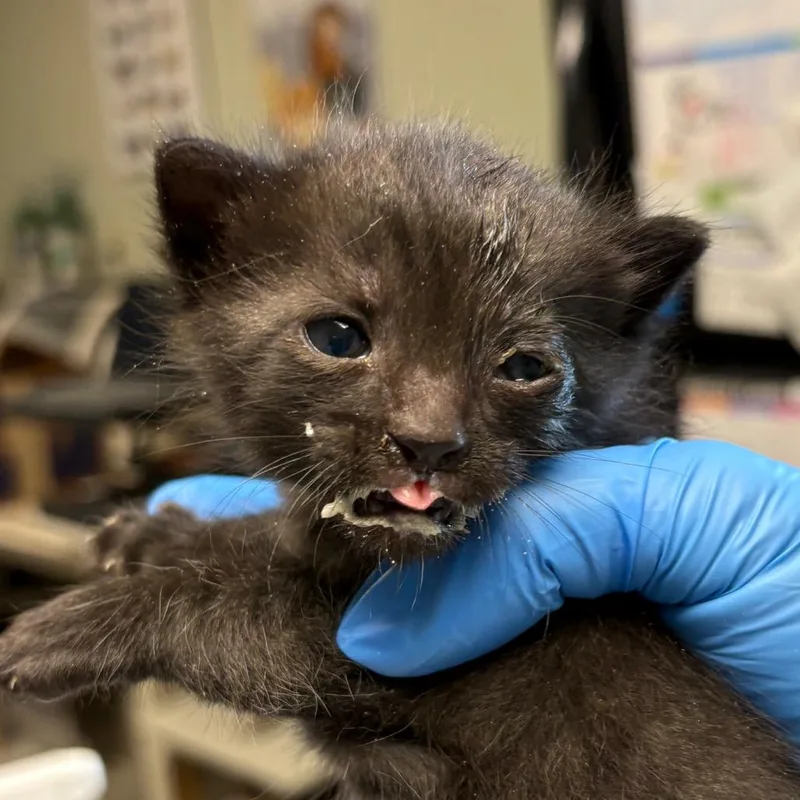 A baby medium-sized male Black Domestic Short Hair cat named Domino for adoption in Mount Juliet, TN