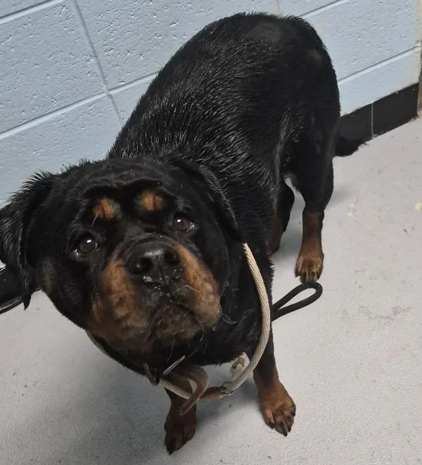 An adult large-sized female Rottweiler dog named Pen for adoption in Lawrenceville, GA