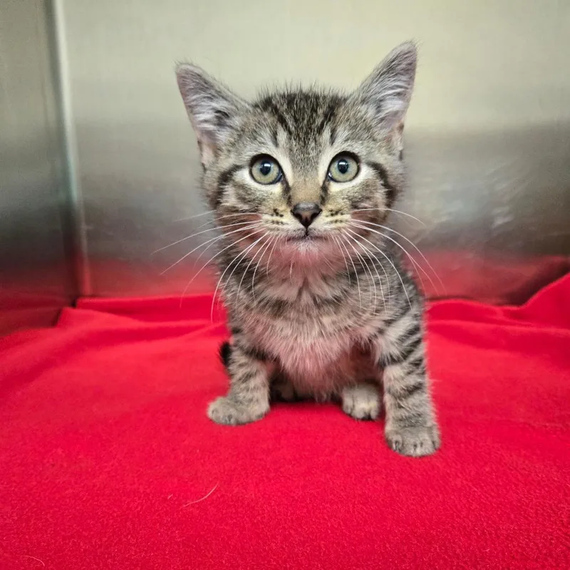 A baby small-sized male Gray / Blue / Silver Domestic Short Hair cat named Ronald Reagan for adoption in Newport, TN