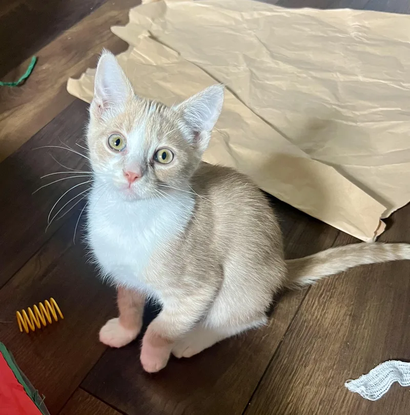 A baby small-sized male Orange & White Domestic Short Hair cat named Daffodil for adoption in Faribault, MN
