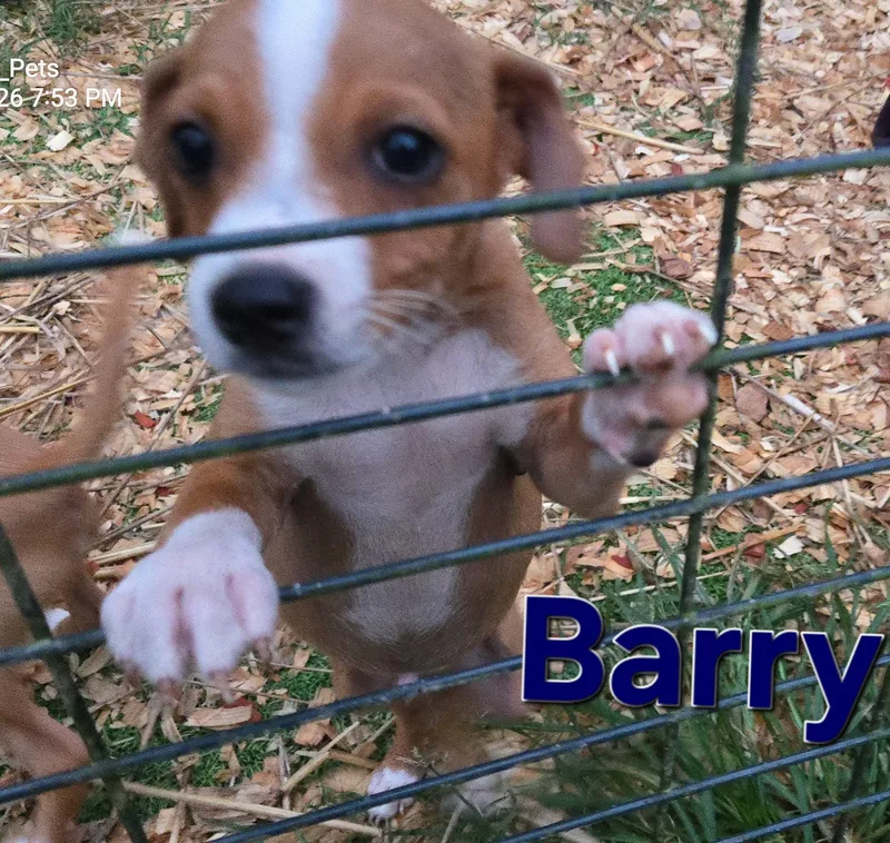 Barry