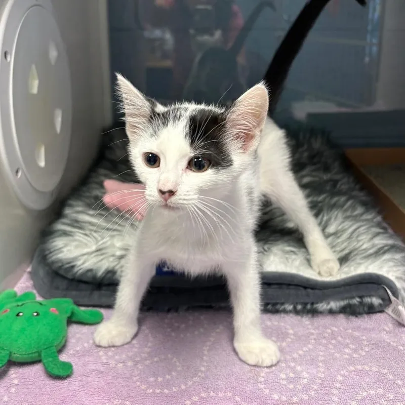 A baby small-sized female White Domestic Short Hair cat named Fern for adoption in East Hanover, NJ