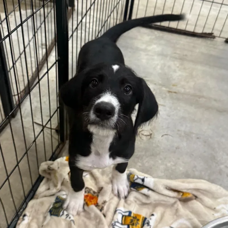 A baby medium-sized male Black German Wirehaired Pointer dog named Jack for adoption in Alexandria, VA
