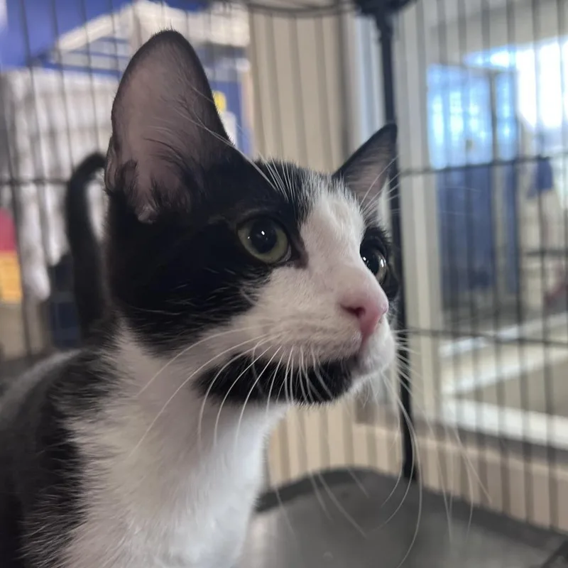 A baby small-sized male Black Domestic Short Hair cat named Avocato for adoption in Los Angeles, CA