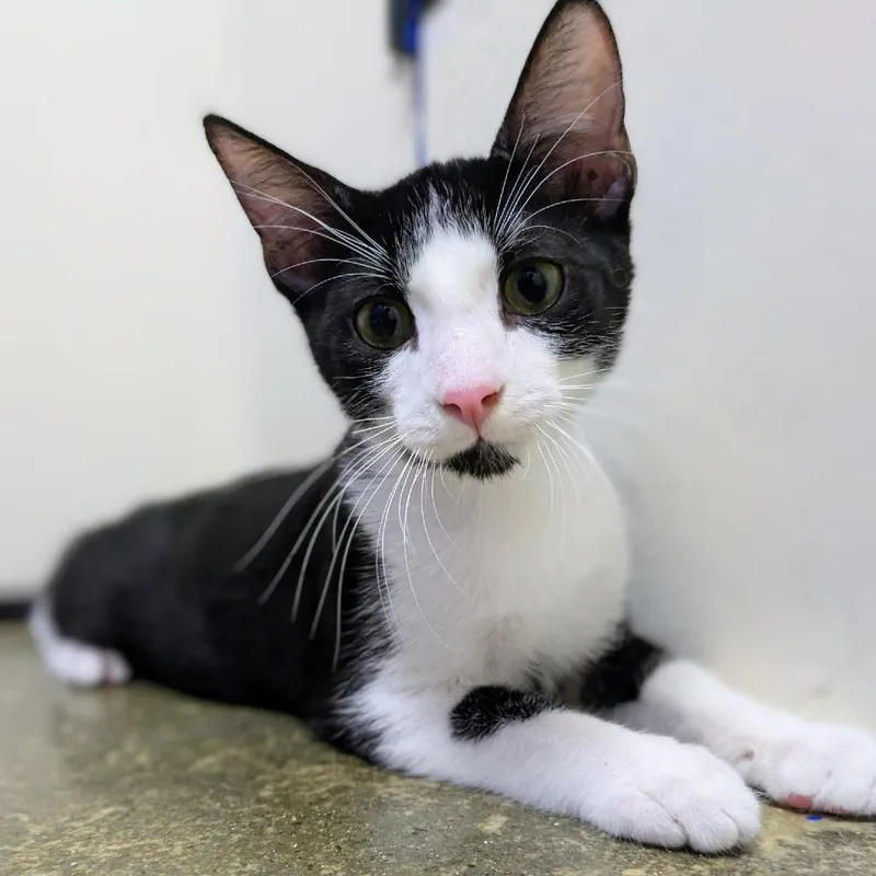 Avocato thumbnail 2