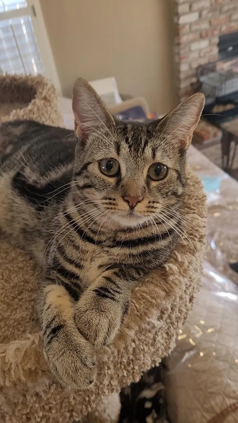 Shelby Gt thumbnail 3