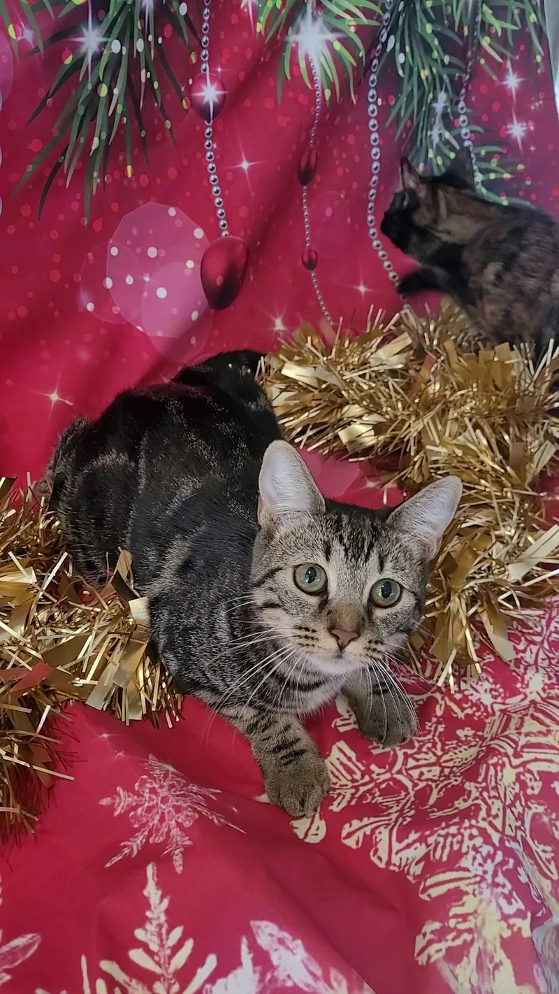 Shelby Gt thumbnail 4