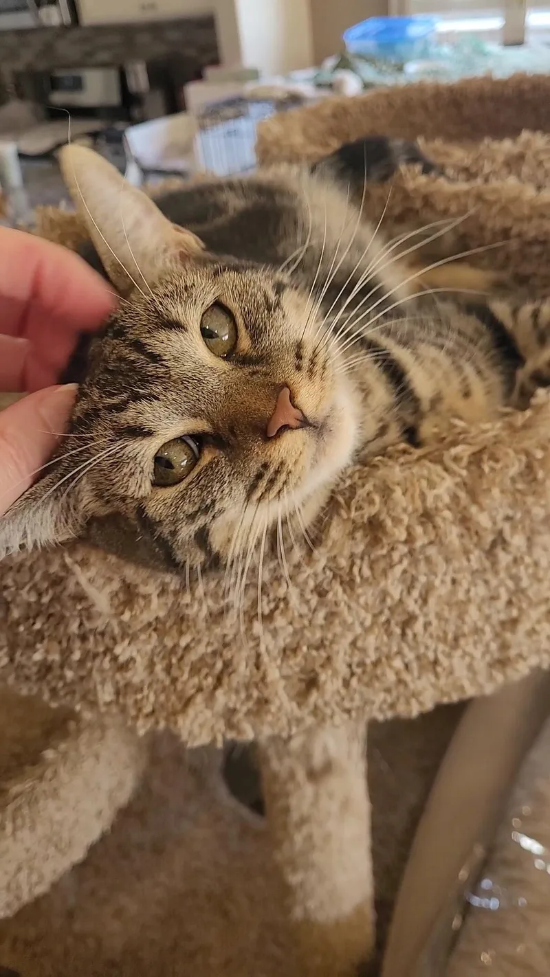 Shelby Gt thumbnail 5