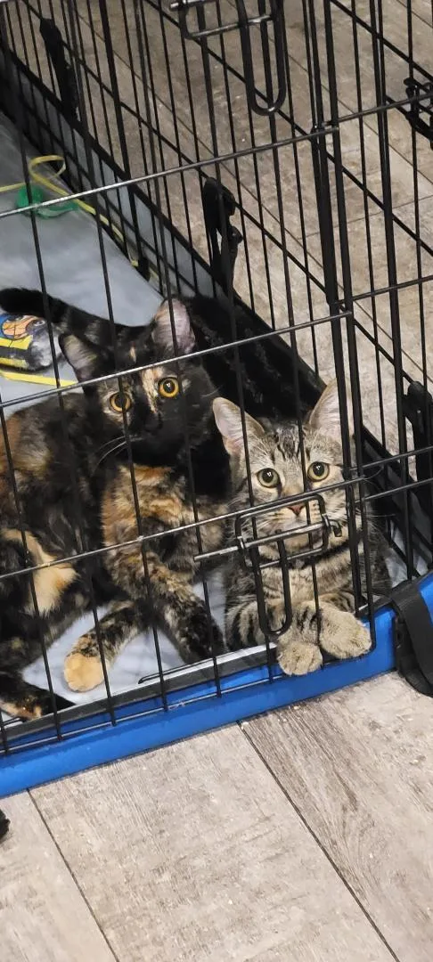 Shelby Gt thumbnail 6