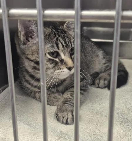 A baby small-sized female Domestic Short Hair cat named Marie for adoption in Decatur, IL