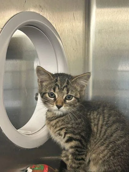 A baby small-sized female Domestic Short Hair cat named Summer for adoption in Munster, IN