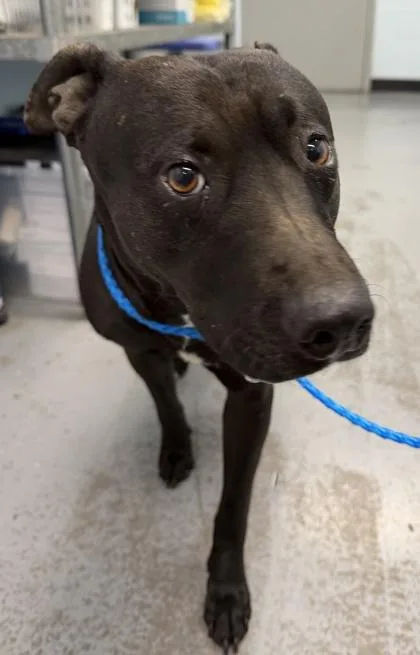 A young large-sized female Pit Bull Terrier dog named Kara for adoption in Sacramento, CA