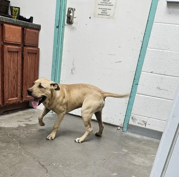 A young medium-sized male Pit Bull Terrier dog named Dexter for adoption in Rio Rancho, NM