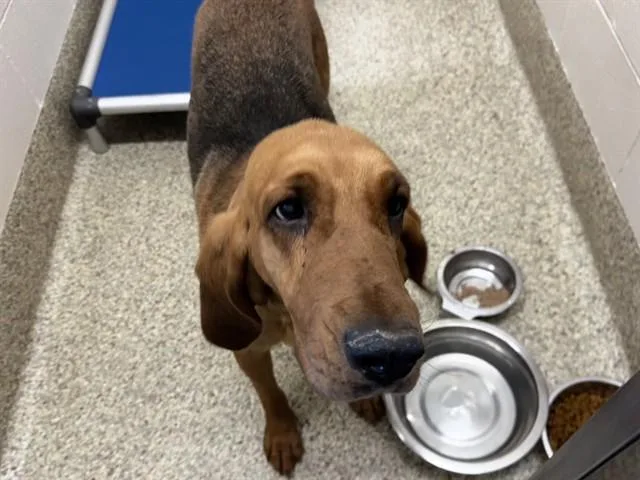 A young large-sized female Bloodhound dog named Sniffany for adoption in Colorado Springs, CO