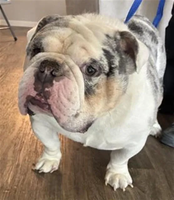 An adult medium-sized male English Bulldog dog named Shady for adoption in Rancho Cucamonga, CA