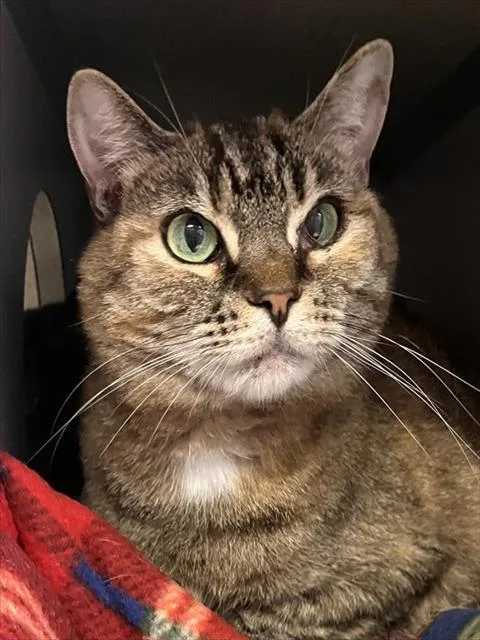 A senior small-sized female Domestic Short Hair cat named Sasha for adoption in Aliquippa, PA