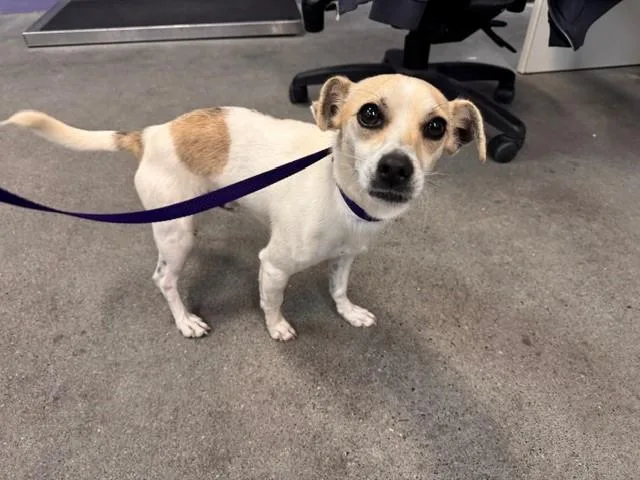 A young small-sized male Chihuahua dog named Poptart for adoption in Fairfield, CA
