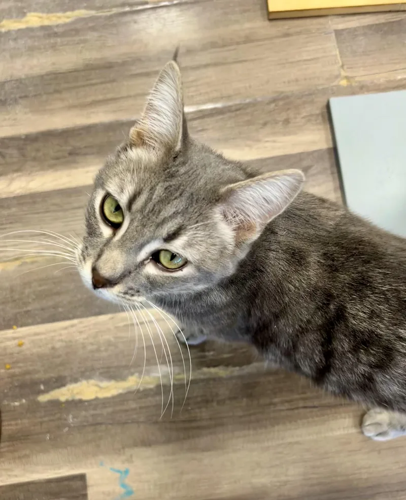A young medium-sized male Tabby (Gray / Blue / Silver) Tabby cat named Kobe for adoption in Grand Rapids, MI