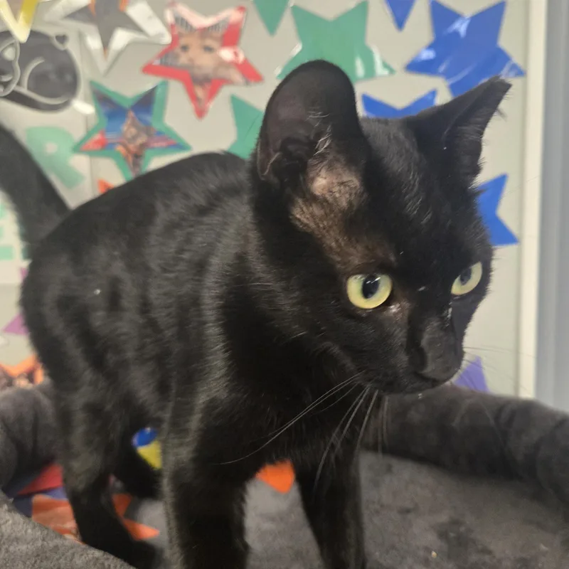 Binx