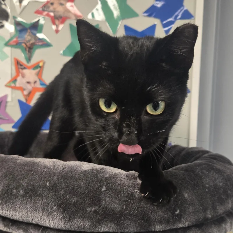 Binx thumbnail 2