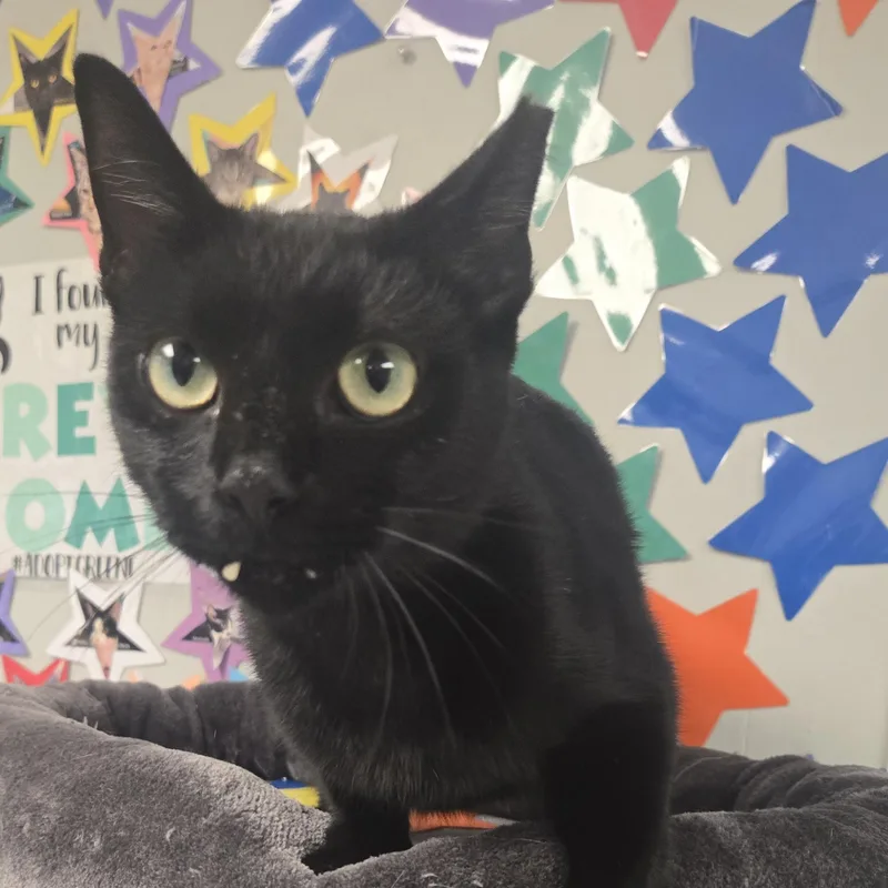 Binx thumbnail 3