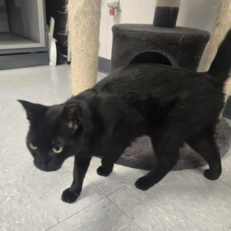 Binx thumbnail 4