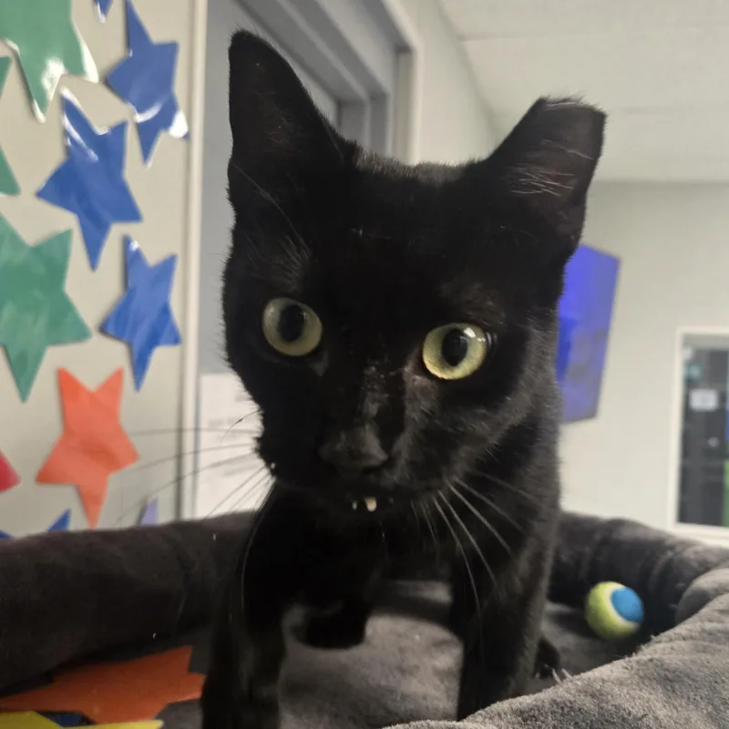Binx thumbnail 5