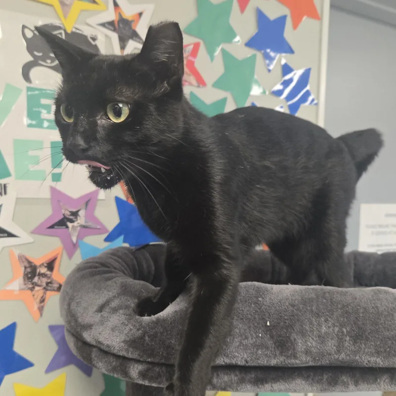 Binx thumbnail 6