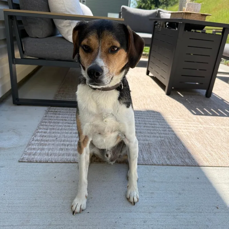 An adult medium-sized male Brown / Chocolate Beagle dog named Watson for adoption in Lynchburg, VA