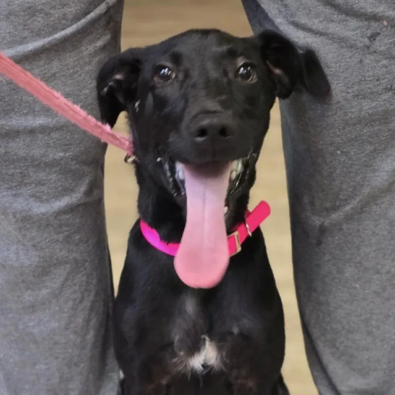 A baby medium-sized female Black Labrador Retriever dog named Roni for adoption in Quakertown, PA