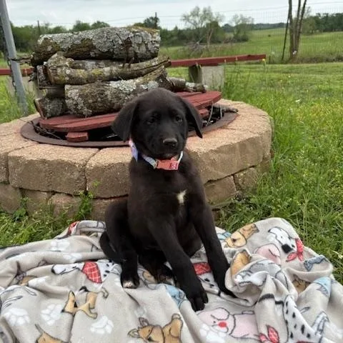 A baby medium-sized female Black Labrador Retriever dog named Cheyenne for adoption in Quitman, TX