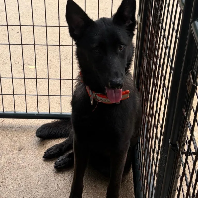 A young medium-sized female Black German Shepherd Dog dog named Java for adoption in Lake Jackson, TX