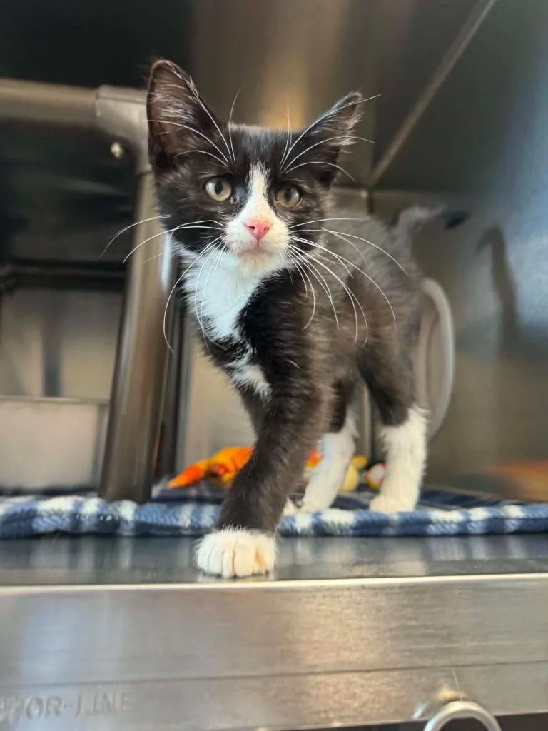 A baby small-sized male Domestic Short Hair cat named Pirate Bubs for adoption in Boone, IA
