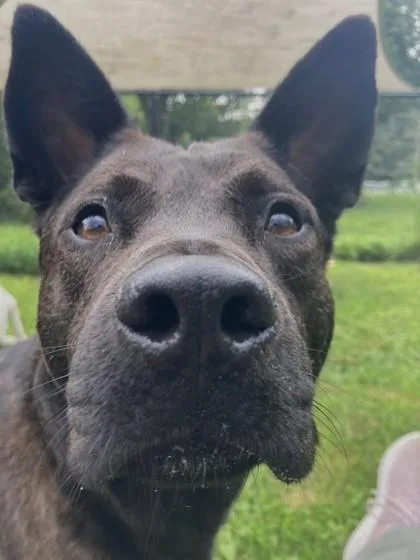 An adult small-sized male Mixed Breed dog named Flint for adoption in Madison, NJ