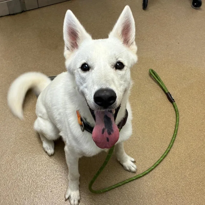 An adult medium-sized male Husky dog named Baymax for adoption in Corpus Christi, TX