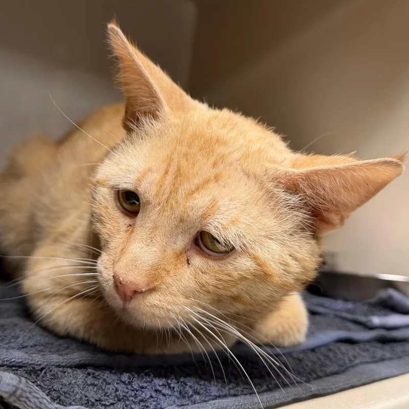 An adult medium-sized male Orange / Red Domestic Short Hair cat named Stone for adoption in Yuma, AZ