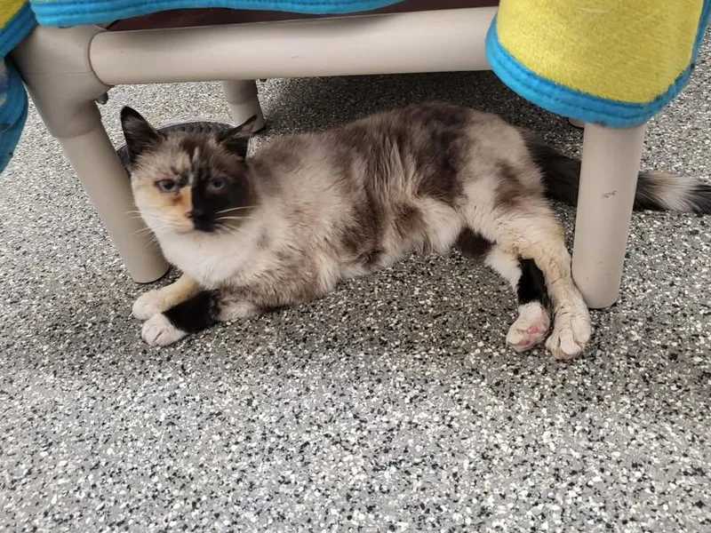 A senior medium-sized female Dilute Calico Domestic Short Hair cat named Kit Kat for adoption in Homer, AK